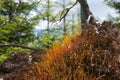 Summer season lying tree trunk inside a storm hidden area