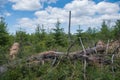 Summer season lying tree trunk inside a storm hidden area