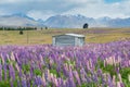 Summer season New Zealand with full bloom lupin flower Royalty Free Stock Photo