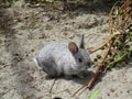 Summer season`s sweet and adorable baby bunny rabbit, Jericho beach, British Columbia, Canada, July 2018