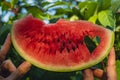 Summer seasonal food. Juicy red watermelon slice cut in heart shape outdoors summertime holidays sunbeams. Concept of
