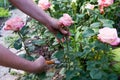 Summer seasonal gardening, womans hands with secateurs cutting off wilted flowers pink rose, hobby of young woman Royalty Free Stock Photo