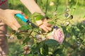 Womans hands with secateurs cutting off wilted flowers on rose bush Royalty Free Stock Photo