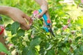 Womans hands with secateurs cutting off wilted flowers on rose bush Royalty Free Stock Photo