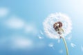 Summer seeds sky dandelion plant softness nature spring blowball flower Royalty Free Stock Photo