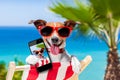 Summer selfie dog Royalty Free Stock Photo