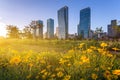 Summer in Seoul with Beautiful flower in summer, Central park in Songdo International Business District, Incheon South Korea Royalty Free Stock Photo
