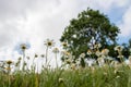 Summer serene landscape with oxeye daisy flowers. Bottom view