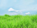 Summer Serenity: Green Grass Under a Blue Sky with White Fluffy Clouds