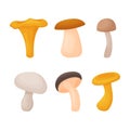 A summer set consisting of various edible mushrooms. Forest mushrooms. Vector illustration isolated on a white Royalty Free Stock Photo