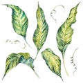 Summer set et of exotic watercolor green leaves