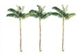 A summer set featuring palm trees is presented on a clean white isolated background with a jungle theme Royalty Free Stock Photo