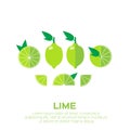 Summer set of lime fruits.