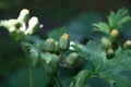 Ligularia palmatiloba.Buds and leaves.