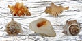 Summer Shells white Wood Banner Background.