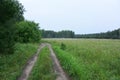 Summer Siberian forest, Omsk region