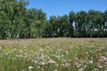 Summer Siberian forest, Omsk region