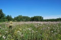 Summer Siberian forest