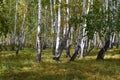 Summer Siberian birch forest