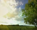 Summer sky tree field