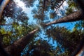 View of summer sky through trees crowns