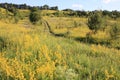 Summer slopes covered with bright yellow Goldenrod flowers. A path winding through green plants and trees, a blue sky Royalty Free Stock Photo