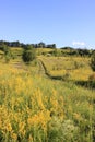 Summer slopes covered with bright yellow Goldenrod flowers. A path winding through green plants and trees, a blue sky Royalty Free Stock Photo