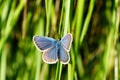 A blue butterfly froze on a green blade of grass Royalty Free Stock Photo