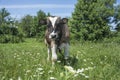 In summer, a small calf grazing in a meadow. Royalty Free Stock Photo