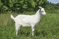 In summer, a small goat grazing in a meadow. Royalty Free Stock Photo