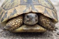 Close-up of a turtle found on the road. Royalty Free Stock Photo