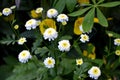 Summer small white flowers on green background. Bright colors. Retro style card. Wallpaper, texture background. Royalty Free Stock Photo