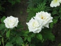Summer small white rose flowers Royalty Free Stock Photo