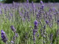 The summer smell of lavender