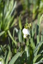 Summer snowflake Royalty Free Stock Photo