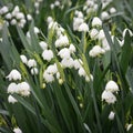 Summer Snowflake Flowers Royalty Free Stock Photo