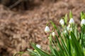 Summer Snowflake Flowers Royalty Free Stock Photo