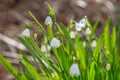 Summer Snowflake Flowers Royalty Free Stock Photo