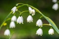 Summer snowflake flowers Leucojum aestivum Royalty Free Stock Photo