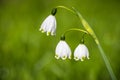 Summer snowflake flowers Leucojum aestivum Royalty Free Stock Photo