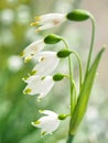 Summer snowflake flowers Leucojum aestivum or vernum with white blossoms Royalty Free Stock Photo