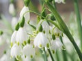 Summer snowflake flowers Leucojum aestivum or vernum with white blossoms Royalty Free Stock Photo