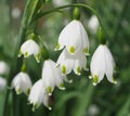 Summer snowflake flowers Leucojum aestivum or vernum with white blossoms Royalty Free Stock Photo