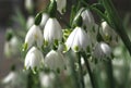 Summer snowflake flowers Leucojum aestivum or vernum with white blossoms Royalty Free Stock Photo