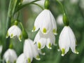 Summer snowflake flowers Leucojum aestivum or vernum with white blossoms Royalty Free Stock Photo