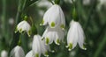 Summer snowflake flowers Leucojum aestivum or vernum with white blossoms Royalty Free Stock Photo