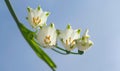 Summer snowflake flowers Leucojum aestivum or vernum with white blossoms Royalty Free Stock Photo