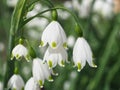 Summer snowflake flowers Leucojum aestivum or vernum with white blossoms Royalty Free Stock Photo