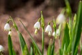 Summer Snowflake Flowers Royalty Free Stock Photo