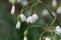 Summer snowflake Leucojum aestivum Royalty Free Stock Photo